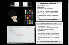 Foto (Objekt + Etikett) von Cracensigillatus acutirostris (Moericke, 1889)  (NHMW-GEO-2014-0194-0168)